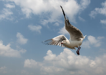 Seagulls flying in the blue sky, chasing after food to eat at Bangpu, Thailand.