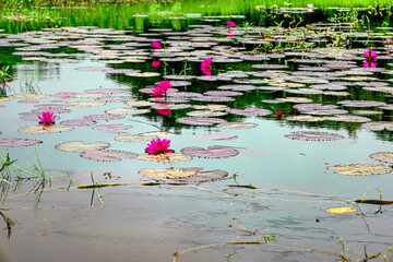 Deep pink lotus flowers in a natural pond with green grass.