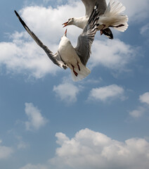 Seagulls flying in the blue sky, chasing after food to eat at Bangpu, Thailand.