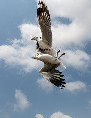 Seagulls flying in the blue sky, chasing after food to eat at Bangpu, Thailand.
