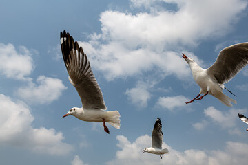 Seagulls flying in the blue sky, chasing after food to eat at Bangpu, Thailand.