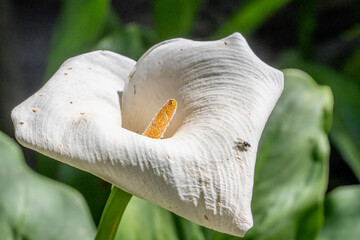 Une mouche posée sur une fleur de lys