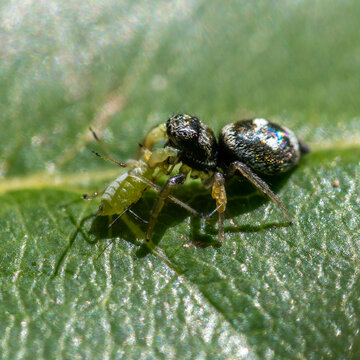 Une araign&eacute;e en train de d&eacute;vorer un puceron