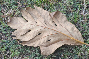 leaf in the ground