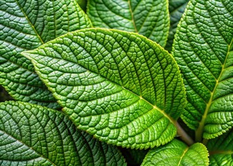Fototapeta premium Macro Closeup Of Crisp, Fresh Leaves Of Nutritious And Aromatic Thotakura (Corchorus Olitorius) With Veins And Serrated Edges Visible.