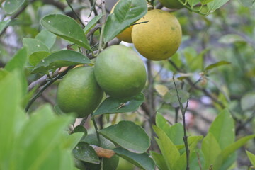 lime on the tree