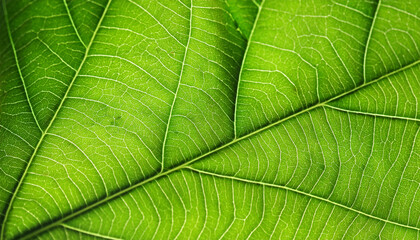 Green leaf background texture, macro