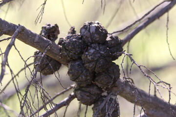 Australian Flora & Fauna