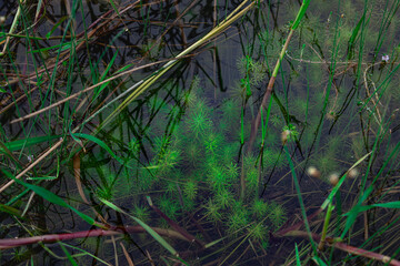 This aquatic plant grows and blooms pink flowers in the rainy season in Myanmar. For the Burmese people, it is used in clear soups and has a sour and delicious taste. (Myriophyllum aquaticum)