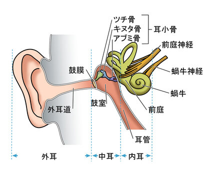 耳の解剖（文字あり）