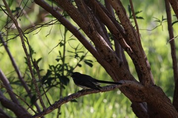 Australian Flora & Fauna