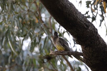 Australian Flora & Fauna