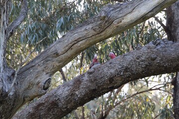 Australian Flora & Fauna
