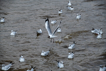Seagulls flying in the blue sky, chasing after food to eat at Bangpu, Thailand.