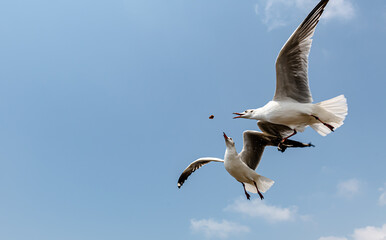 Seagulls flying in the blue sky, chasing after food to eat at Bangpu, Thailand.