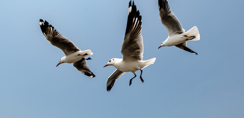 Seagulls flying in the blue sky, chasing after food to eat at Bangpu, Thailand.