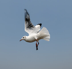 Seagulls flying in the blue sky, chasing after food to eat at Bangpu, Thailand.