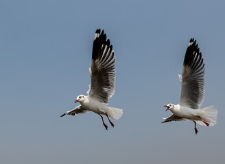 Seagulls flying in the blue sky, chasing after food to eat at Bangpu, Thailand.
