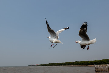 Seagulls flying in the blue sky, chasing after food to eat at Bangpu, Thailand.