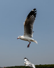 Seagulls flying in the blue sky, chasing after food to eat at Bangpu, Thailand.