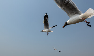 Seagulls flying in the blue sky, chasing after food to eat at Bangpu, Thailand.