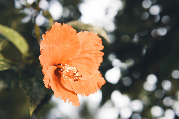 bright orange hibiscus flowers with a blurred background. (also known as rose of Althea or Sharon, rose mallow) 