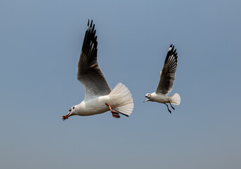 Seagulls flying in the blue sky, chasing after food to eat at Bangpu, Thailand.