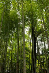 Fototapeta premium Bamboo Forest Path shuzenji Onsen ZEKKEI Japan Chikurin-no-Komichi SORA August 2024