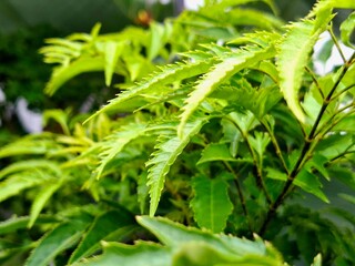 cakla cikli plant or cakla cikli leaf