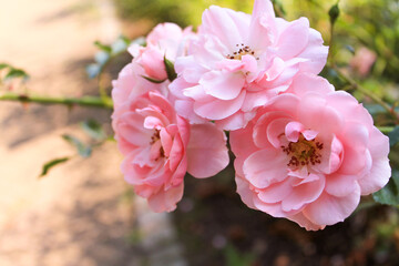 rose in the autumn garden
