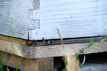 Apiary Ethers