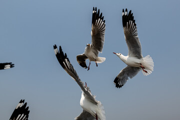 Seagulls flying in the blue sky, chasing after food to eat at Bangpu, Thailand.