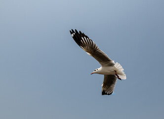 Seagulls flying in the blue sky, chasing after food to eat at Bangpu, Thailand.