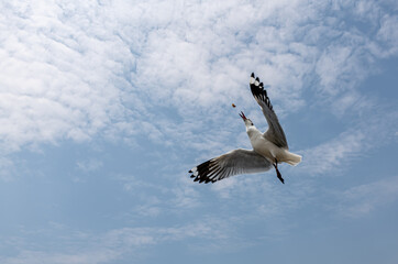 Seagulls flying in the blue sky, chasing after food to eat at Bangpu, Thailand.