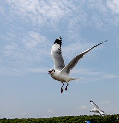 Seagulls flying in the blue sky, chasing after food to eat at Bangpu, Thailand.