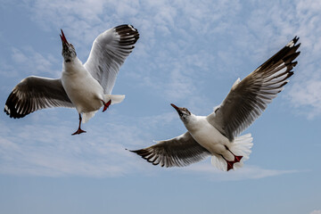 Seagulls flying in the blue sky, chasing after food to eat at Bangpu, Thailand.