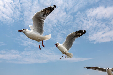 Seagulls flying in the blue sky, chasing after food to eat at Bangpu, Thailand.