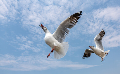 Seagulls flying in the blue sky, chasing after food to eat at Bangpu, Thailand.