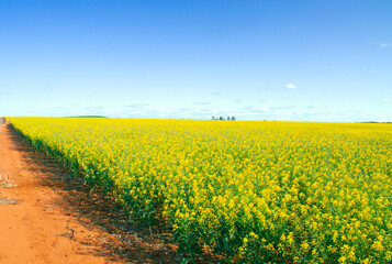 Fototapeta premium Yellow Canola Field Under a Clear Blue Sky