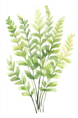 Watercolor Ferns Delicate fern leaves