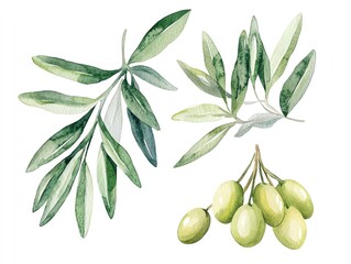 Watercolor Olive Branches Olive leaves and olives