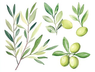 Watercolor Olive Branches Olive leaves and olives