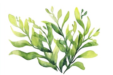 Watercolor Seaweed Underwater greenery