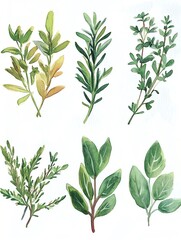 Fototapeta premium Watercolor Herb Labels Labels for kitchen herbs