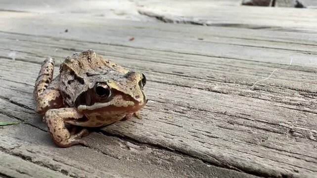 frog rests on a wooden surface, its eyes alert and its body still.