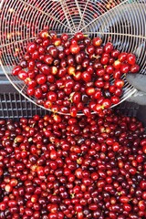 Fresh coffee bean in basket