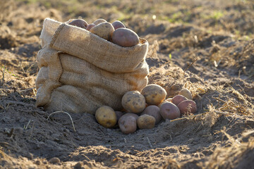 Freshly harvested potatoes near burlap sack on fertile farmland capturing the essence of agriculture