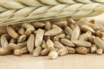Closeup of rye grains and stalk for natural food and agriculture background