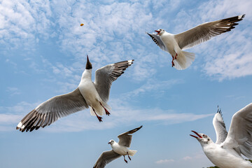 Seagulls flying in the blue sky, chasing after food to eat at Bangpu, Thailand.