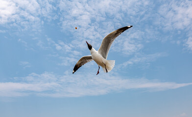 Seagulls flying in the blue sky, chasing after food to eat at Bangpu, Thailand.